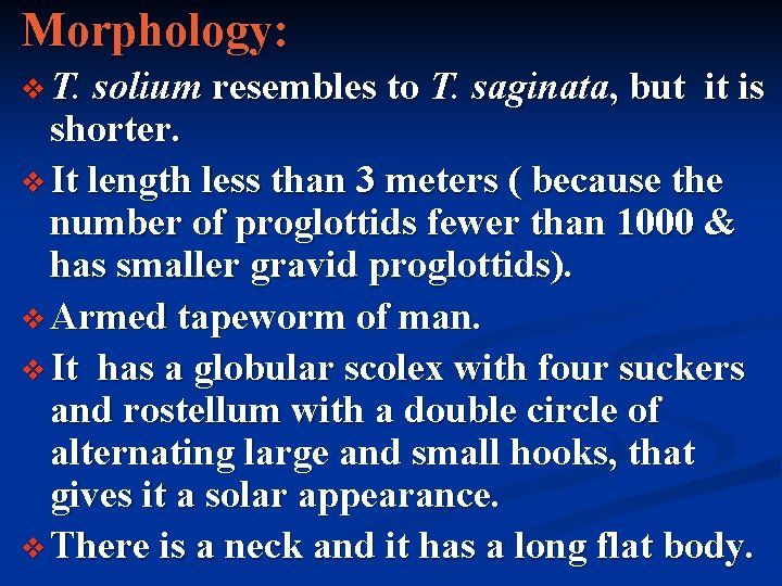 Morphology: v T. solium resembles to T. saginata, but it is shorter. v It