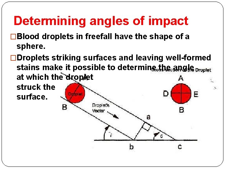 Determining angles of impact �Blood droplets in freefall have the shape of a sphere.