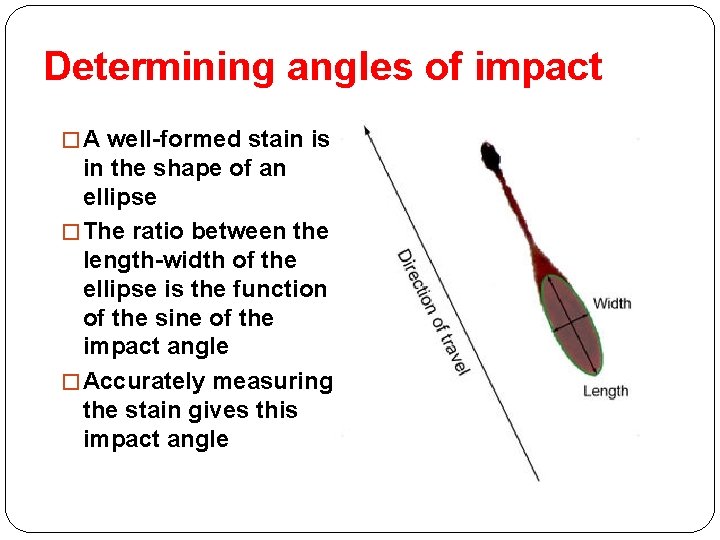 Determining angles of impact � A well-formed stain is in the shape of an