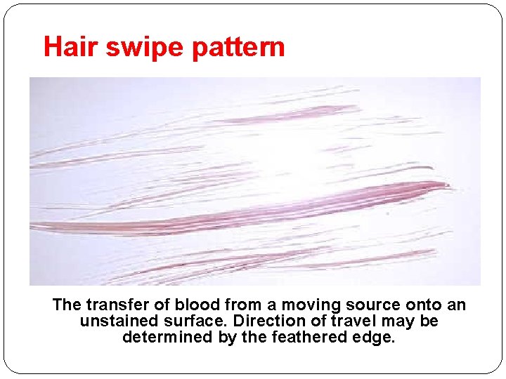 Hair swipe pattern The transfer of blood from a moving source onto an unstained