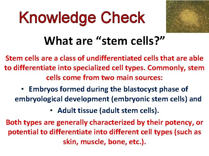 Knowledge Check What are “stem cells? ” Stem cells are a class of undifferentiated