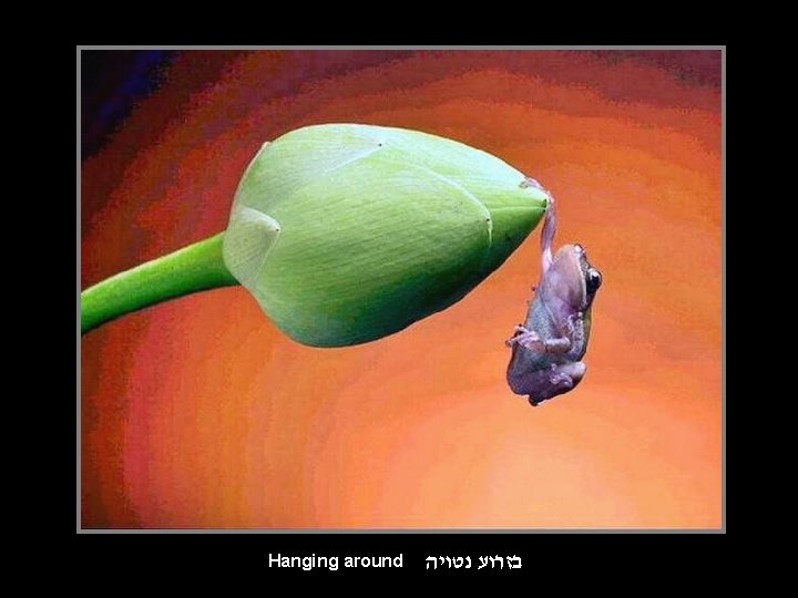 Hanging around בזרוע נטויה 