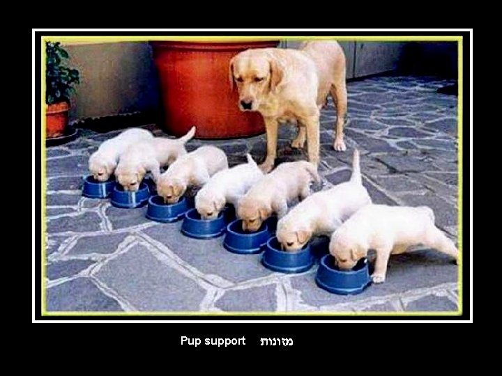 Pup support מזונות 