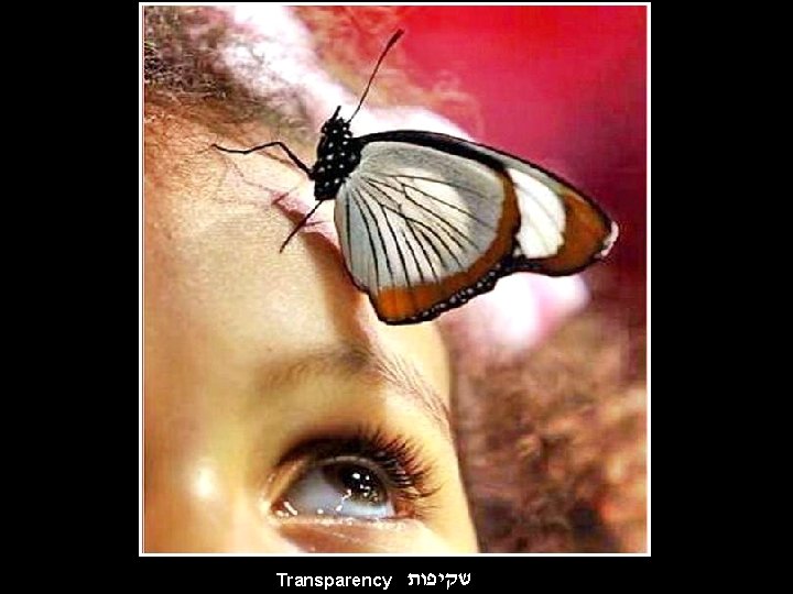 Transparency שקיפות 