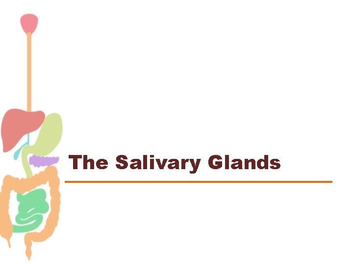 The Salivary Glands 