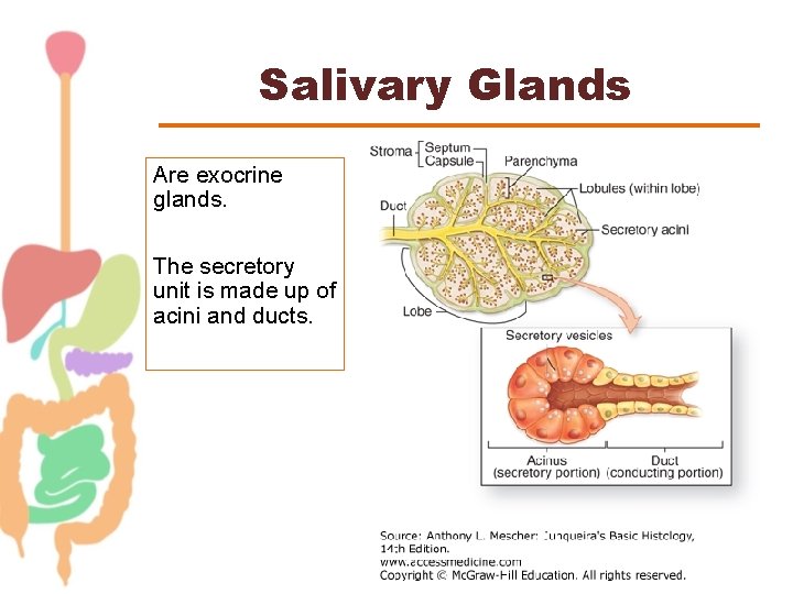Salivary Glands Are exocrine glands. The secretory unit is made up of acini and