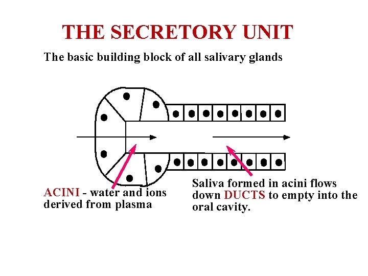 THE SECRETORY UNIT The basic building block of all salivary glands ACINI - water