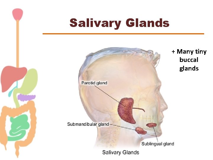 Salivary Glands + Many tiny buccal glands 