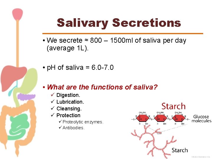 Salivary Secretions • We secrete ≈ 800 – 1500 ml of saliva per day