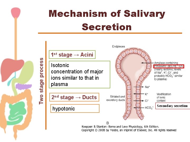 Two stage process Mechanism of Salivary Secretion 1 st stage → Acini Isotonic concentration
