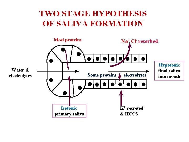 TWO STAGE HYPOTHESIS OF SALIVA FORMATION Most proteins Water & electrolytes Na+ Cl- resorbed