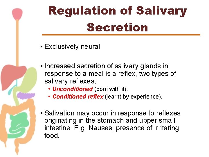 Regulation of Salivary Secretion • Exclusively neural. • Increased secretion of salivary glands in