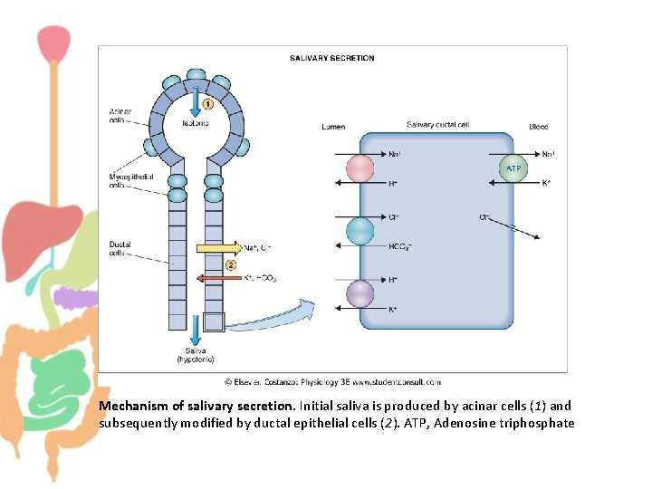 Mechanism of salivary secretion. Initial saliva is produced by acinar cells (1) and subsequently