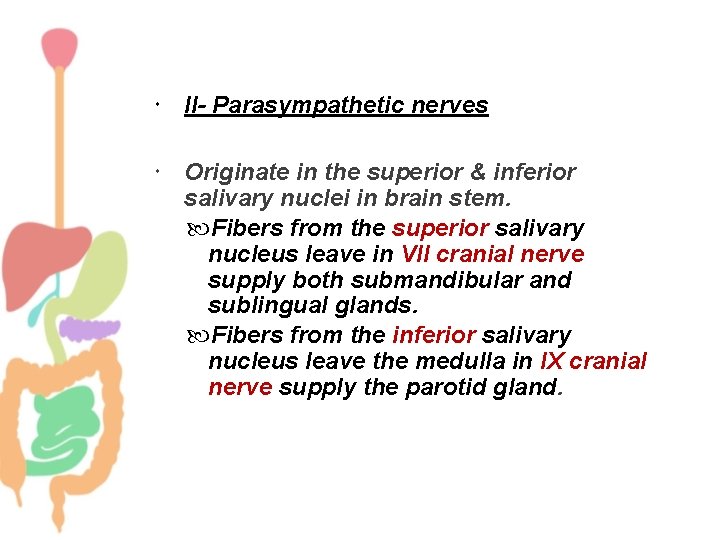  II- Parasympathetic nerves Originate in the superior & inferior salivary nuclei in brain
