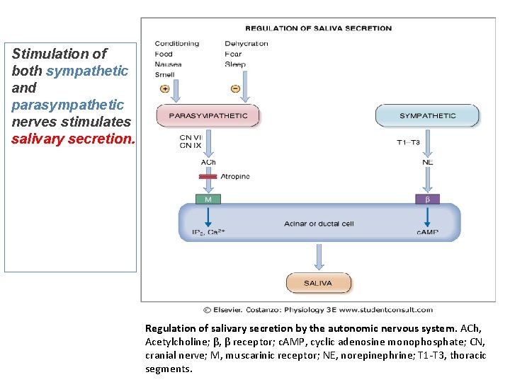 Stimulation of both sympathetic and parasympathetic nerves stimulates salivary secretion. Regulation of salivary secretion