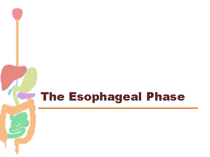 The Esophageal Phase 