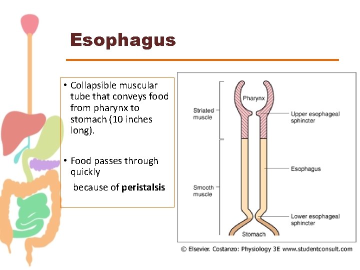 Esophagus • Collapsible muscular tube that conveys food from pharynx to stomach (10 inches