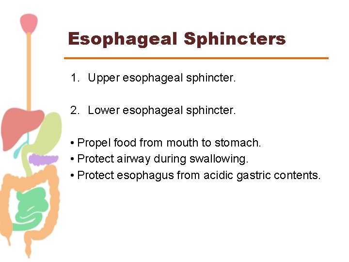 Esophageal Sphincters 1. Upper esophageal sphincter. 2. Lower esophageal sphincter. • Propel food from