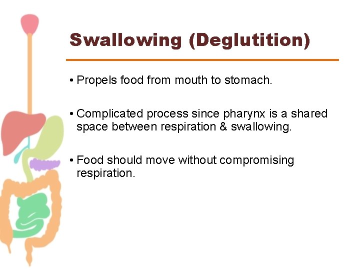 Swallowing (Deglutition) • Propels food from mouth to stomach. • Complicated process since pharynx