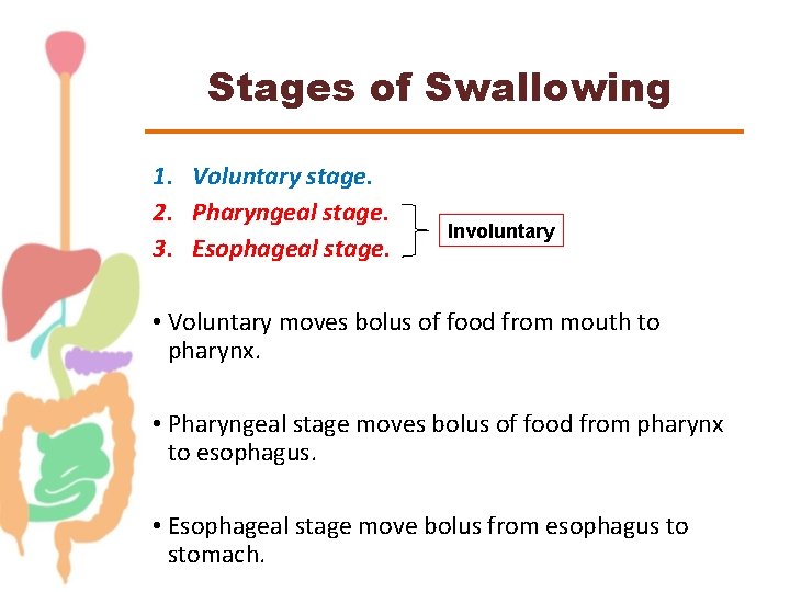 Stages of Swallowing 1. Voluntary stage. 2. Pharyngeal stage. 3. Esophageal stage. Involuntary •