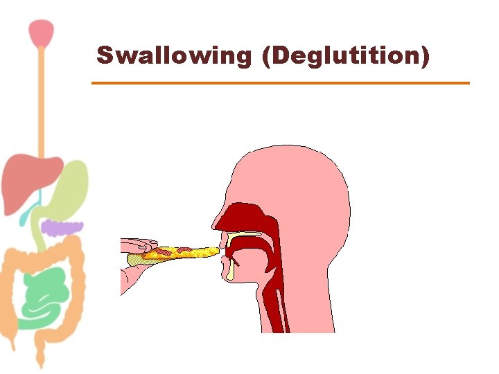 Swallowing (Deglutition) 