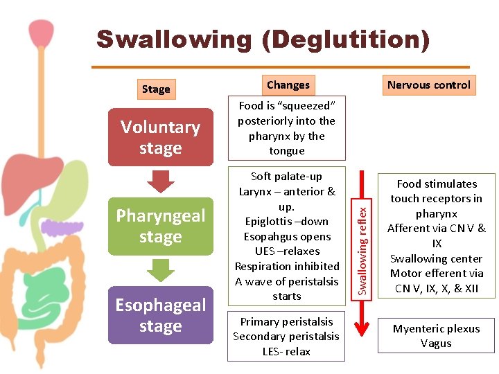 Swallowing (Deglutition) Voluntary stage Pharyngeal stage Esophageal stage Changes Nervous control Food is “squeezed”