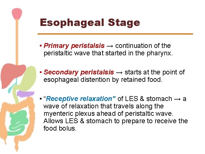 Esophageal Stage • Primary peristalsis → continuation of the peristaltic wave that started in