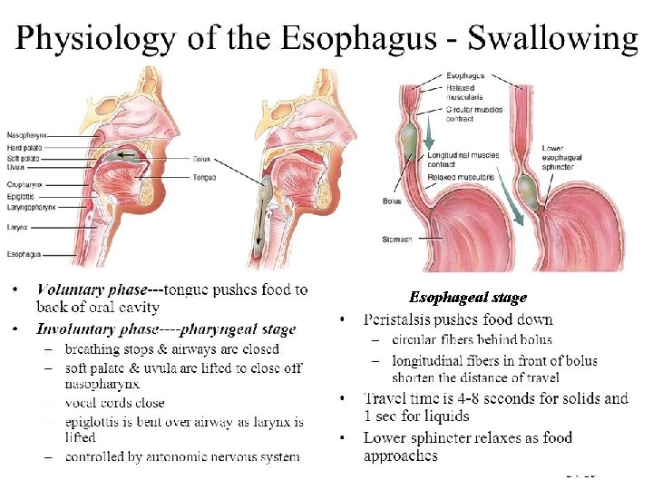 Esophageal stage 