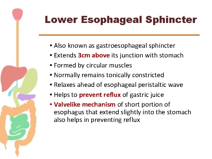 Lower Esophageal Sphincter • Also known as gastroesophageal sphincter • Extends 3 cm above