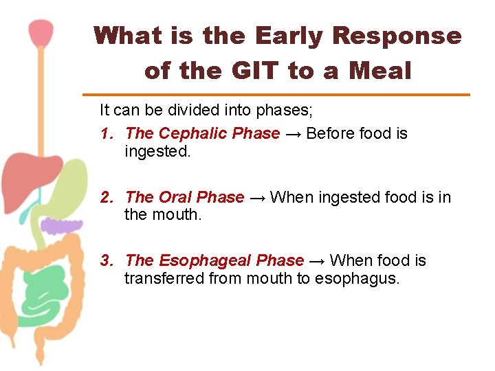 What is the Early Response of the GIT to a Meal It can be