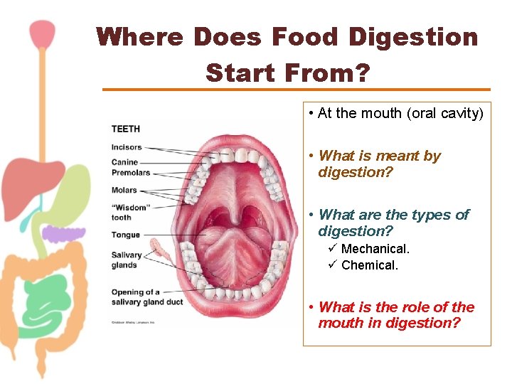 Where Does Food Digestion Start From? • At the mouth (oral cavity) • What