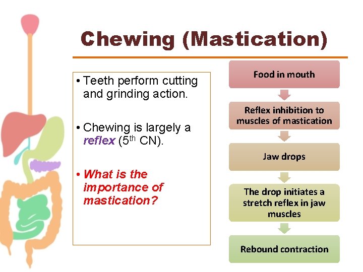 Chewing (Mastication) • Teeth perform cutting and grinding action. • Chewing is largely a