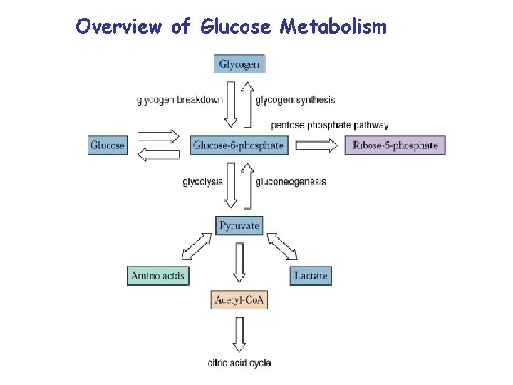 Overview of Glucose Metabolism 