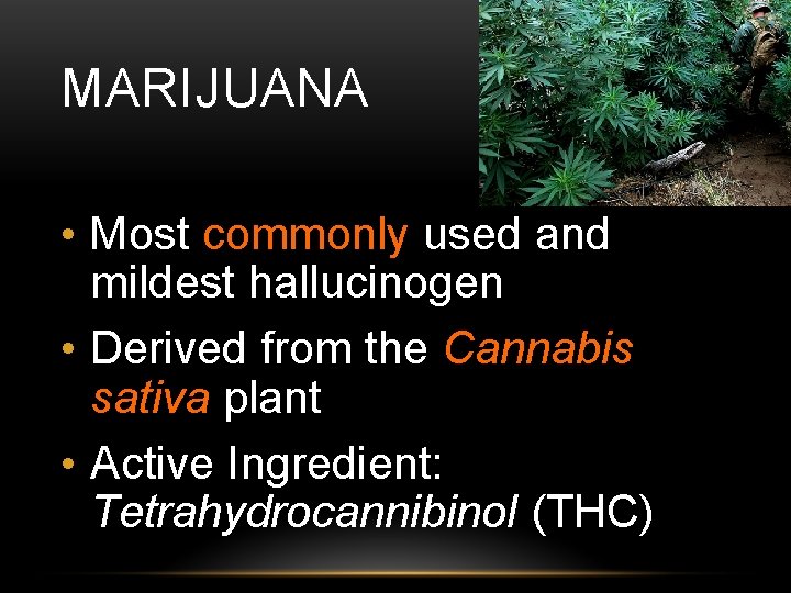 MARIJUANA • Most commonly used and mildest hallucinogen • Derived from the Cannabis sativa
