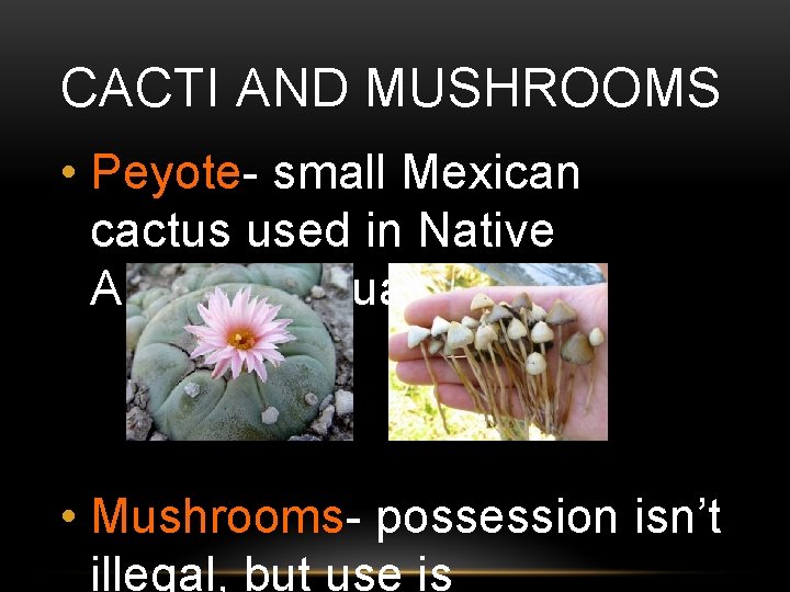 CACTI AND MUSHROOMS • Peyote- small Mexican cactus used in Native American rituals •
