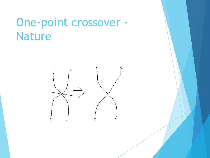 One-point crossover Nature 
