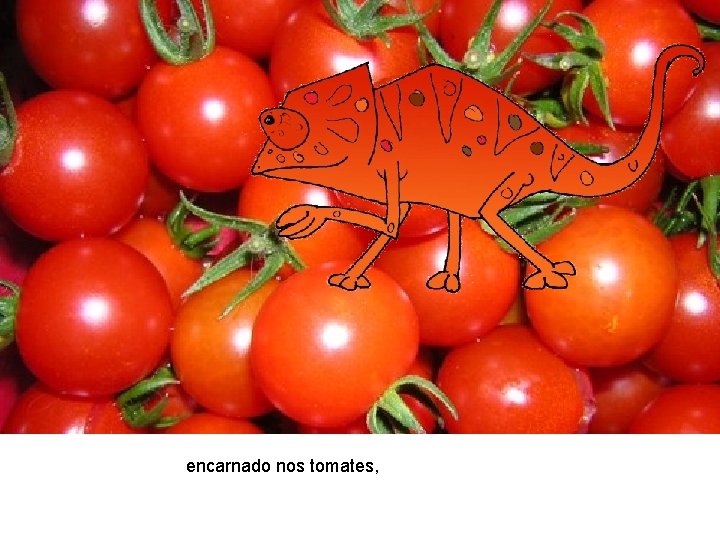 encarnado nos tomates, 