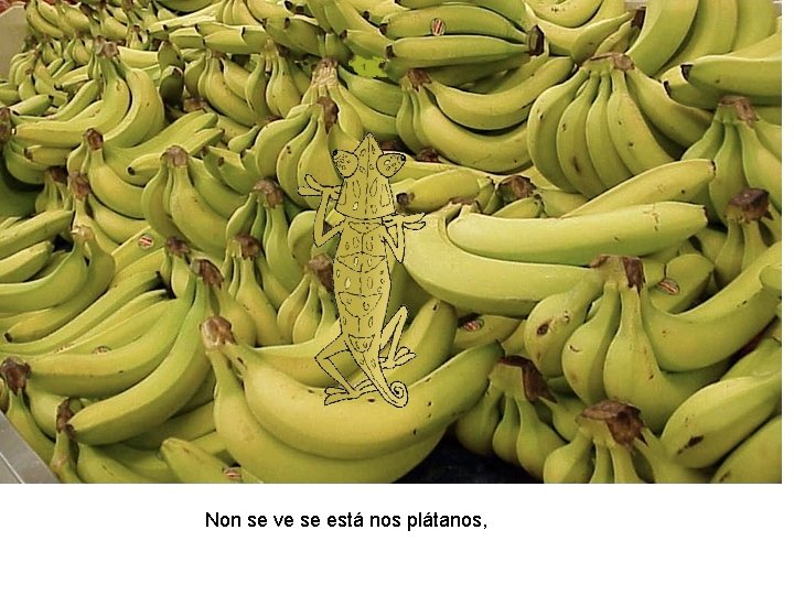 Non se ve se está nos plátanos, 