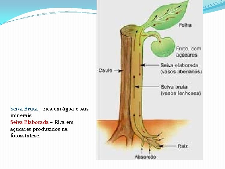 Seiva Bruta – rica em água e sais minerais; Seiva Elaborada – Rica em