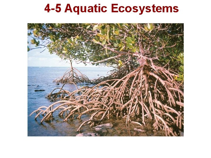 4 -5 Aquatic Ecosystems 