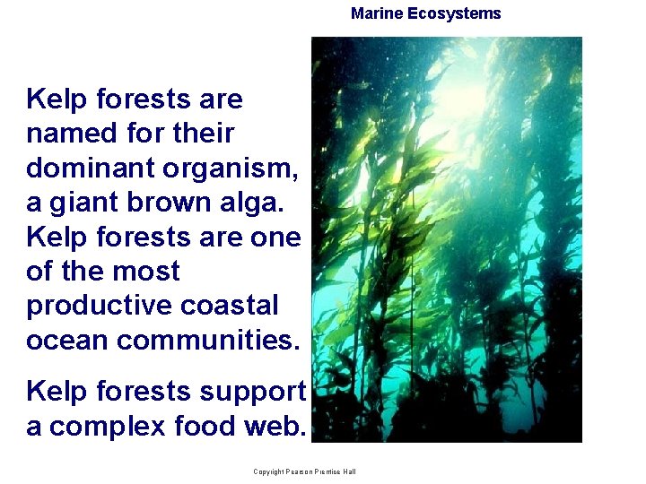 Marine Ecosystems Kelp forests are named for their dominant organism, a giant brown alga.