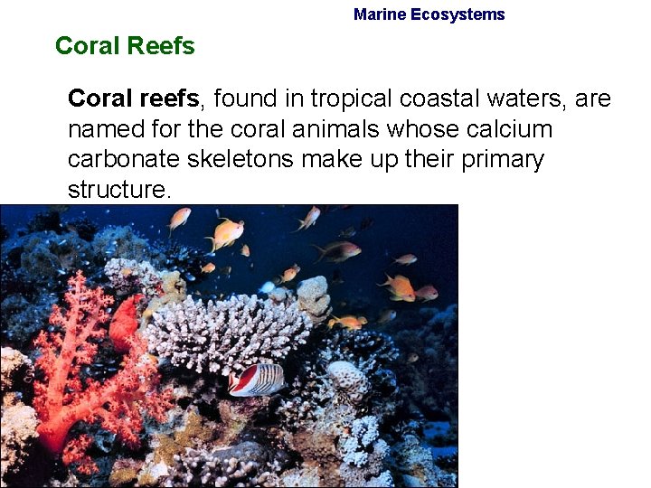 Marine Ecosystems Coral Reefs Coral reefs, found in tropical coastal waters, are named for