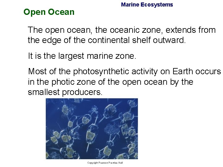 Open Ocean Marine Ecosystems The open ocean, the oceanic zone, extends from the edge