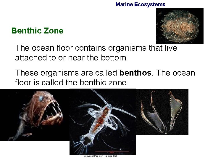 Marine Ecosystems Benthic Zone The ocean floor contains organisms that live attached to or