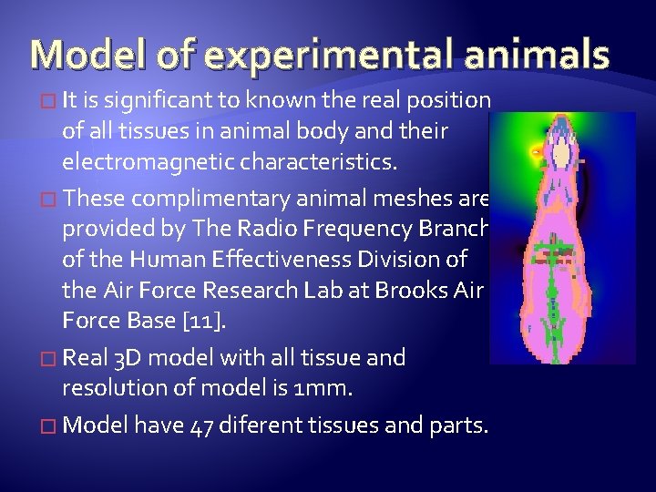 Model of experimental animals � It is significant to known the real position of