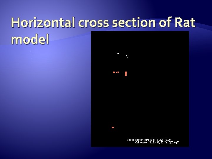Horizontal cross section of Rat model 