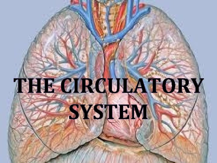 THE CIRCULATORY SYSTEM 