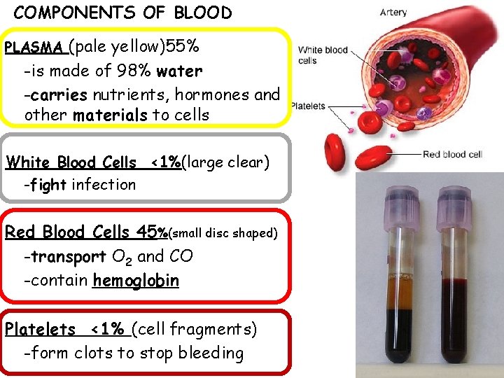 COMPONENTS OF BLOOD (pale yellow)55% -is made of 98% water -carries nutrients, hormones and