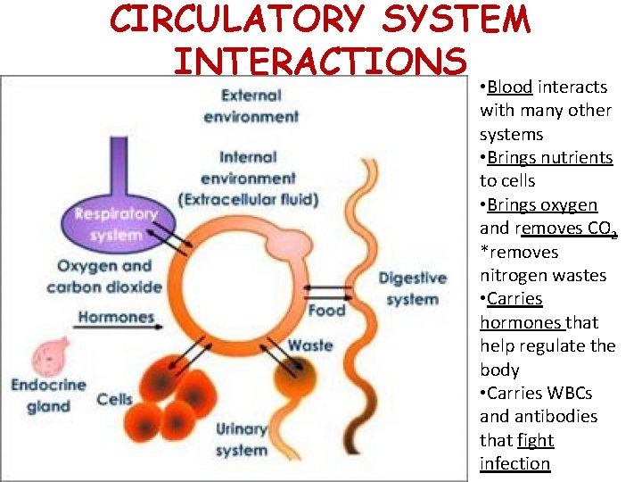 CIRCULATORY SYSTEM INTERACTIONS • Blood interacts with many other systems • Brings nutrients to