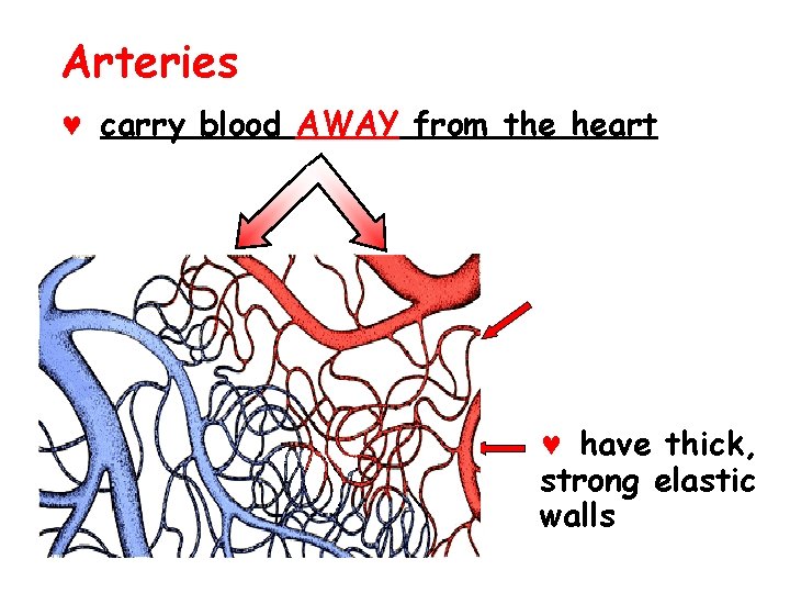 Arteries © carry blood AWAY from the heart © have thick, strong elastic walls